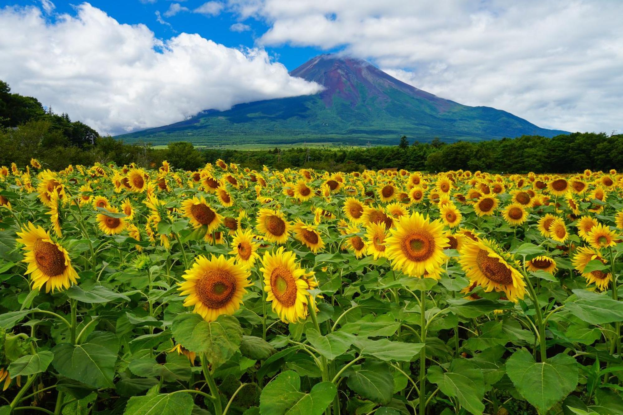 Fuji Yamanakako Hotel ภายนอก รูปภาพ